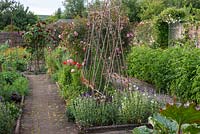 Plant support for sweet peas and Rosa 'Francois Juranville' in classic walled kitchen garden, June.