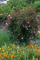 Rosa 'Francois Juranville' surrounded by cornflowers and Californian poppies.