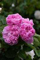 Rosa 'Jacques Cartier', an old fashioned rose from 1868, has a button eye amidst pink ruffled petals. Very fragrant, flowering from June.