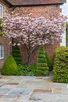 Prunus 'Shirofugen' - Ornamental Japanese Cherry' tree in blossom above Buxus - Box - topiary shapes, small bed against brick period house with paved surround