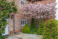 Bed near front door and brick walls contains: Prunus 'Shirofugen' - Ornamental Japanese Cherry'- in blossom above Buxus - Box - topiary shapes