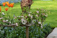 Malus domestica 'Falstaff' - Apple - in blossom, trained along a stepover cordon edging a bed of Myosotis - Forget-me-not - and Tulipa - Tulip