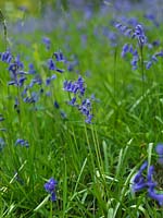 Hyacinthoides non-scripta - English Bluebell - showing flowers being on one side of the stem which is weighted into a distinctive curve