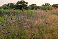 Meadow with Succisa pratensis - Devil's Bit Scabious and Centaurea nigra - Common knapweed
 