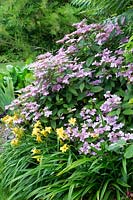 Hydrangea with hemerocallis - Daylily