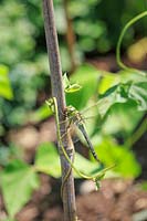 Anax imperator - Emperor dragonfly resting on bamboo cane with young runner bean plants 
