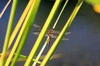 Libellula quadrimaculata - Darter Dragonfly or Four-spotted Chaser - in garden setting, resting on variegated reeds at the edge of a pond