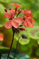 Pelargonium 'Red Gables' - May