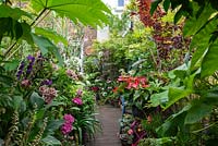 A decked path is lined with hostas, anthurium, hydrangeas, agapanthus, geraniums, coneflowers, gladioli and maples. Overhead hang leaves of Tetrapanax.