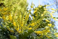 Mahonia x media 'Buckland'