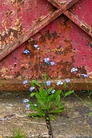 myosotis sylvatica - Forget-me-not self seeds - between paving stones 