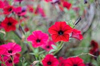 Petunia 'Tidal Wave Red Velour'