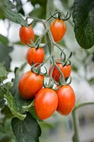 Solanum lycopersicum - Cherry Tomato 'Attraction'