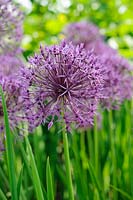 Allium jesdianum 'Purple Rain'