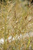 Molinia caerulea subsp. arundinacea 'Skyracer'