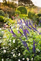 Blue Salvia and white Anemone japonica - Japanese Anemone - in a bed 