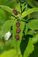 Graphosoma lineatum - Shield or Striped Bug - on a leaf