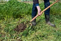 Digging Phacelia tanacetifolia into the soil as green manure 
