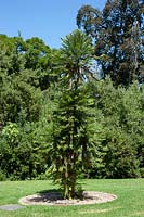 Wollemia nobilis 'Wollemi Pine'