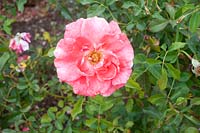 Rosa 'Matangi' rose