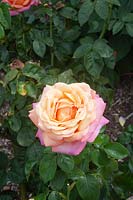 Rosa Chicago Peace syn. 'Johnago' - Rose