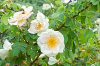 Rosa 'Fruhlingsgold' - Pimpinellifolia Hybrid Rose