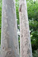 Eucalyptus Maculata, Spotted Gum
