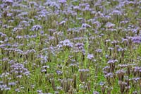 Phacelia tanacetifolia 