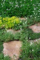 Stone path with herbs and Trifolium repens or White Clover growing through the gaps - Springwatch Garden - Hampton Court Flower Show 2019 