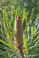 Banksia hookeriana - Hooker's Banksia