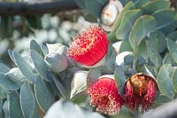 Eucalyptus macrocarpa - Mottlecah