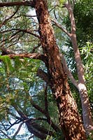 Eucalyptus obliqua - Messmate Stringybark, Brown Top or Tasmanian Oak - view up along the trunk