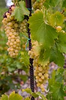 Vitis vinifera 'Suzi' - Grape Vine - bunches of white-yellow elongated grapes 