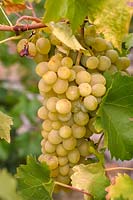 Vitis vinifera 'Suzi' - Grape Vine - bunch of ripe white-yellow grapes 