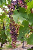 Vitis vinifera  'Royal' - Grape Vine - bunch of ripe red-purple grapes 