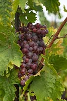 Vitis vinifera 'Onyx' - Grape Vine - bunch of ripe red-purple grapes 