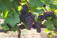 Vitis vinifera 'Pinot Gris' - Grape Vine - bunches of ripe blue-black grapes, training wire and horizontal woody vine visible under foliage
