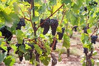 Vitis vinifera 'Pinot Gris' - Grape Vine - trained up and tied on to iron rods, bunches of ripe blue-black grapes on each plant