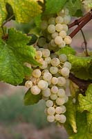 Vitis vinifera 'Muller Thurgau' - Grape Vine - with bunch of ripe white-yellow grapes 