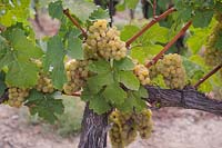 Vitis vinifera 'Golden Muscat' - Grape Vine - showing old gnarled vine trained on horizontal wire, also young growth, bunches of ripe yellow grapes and shape of foliage
