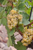 Vitis vinifera 'Golden Muscat' - Grape Vine - bunches of ripe yellow grapes