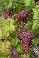 Vitis vinifera 'Chasselas Rose Royal Dessert' - Grape Vine - bunches of ripe red-purple grapes amongst foliage
 
