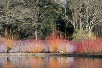 Waterside planting of deciduous shrubs and brambles with coloured stems such as Cornus - Dogwood and Rubus - White-stemmed Bramble , colours reflected in water
