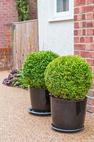 Two pots with Buxus by house