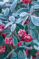 Cotoneaster lacteus - Late cotoneaster with berries caught in frost. 