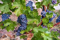 Vitis vinifera 'Cabernet Sauvignon' - St. Clara Vineyard, Prague 