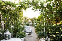 Overview of the terrace garden with Rosa 'Aimee vibert' on the foreground, Milan, Italy. 