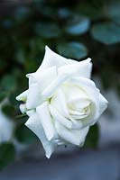 Single white rose 