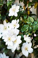 White roses, May, Spring.