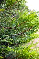 x Cuprocyparis leylandii 'Castlewellan'. Leyland cypress